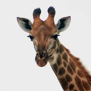 A giraffe on safari